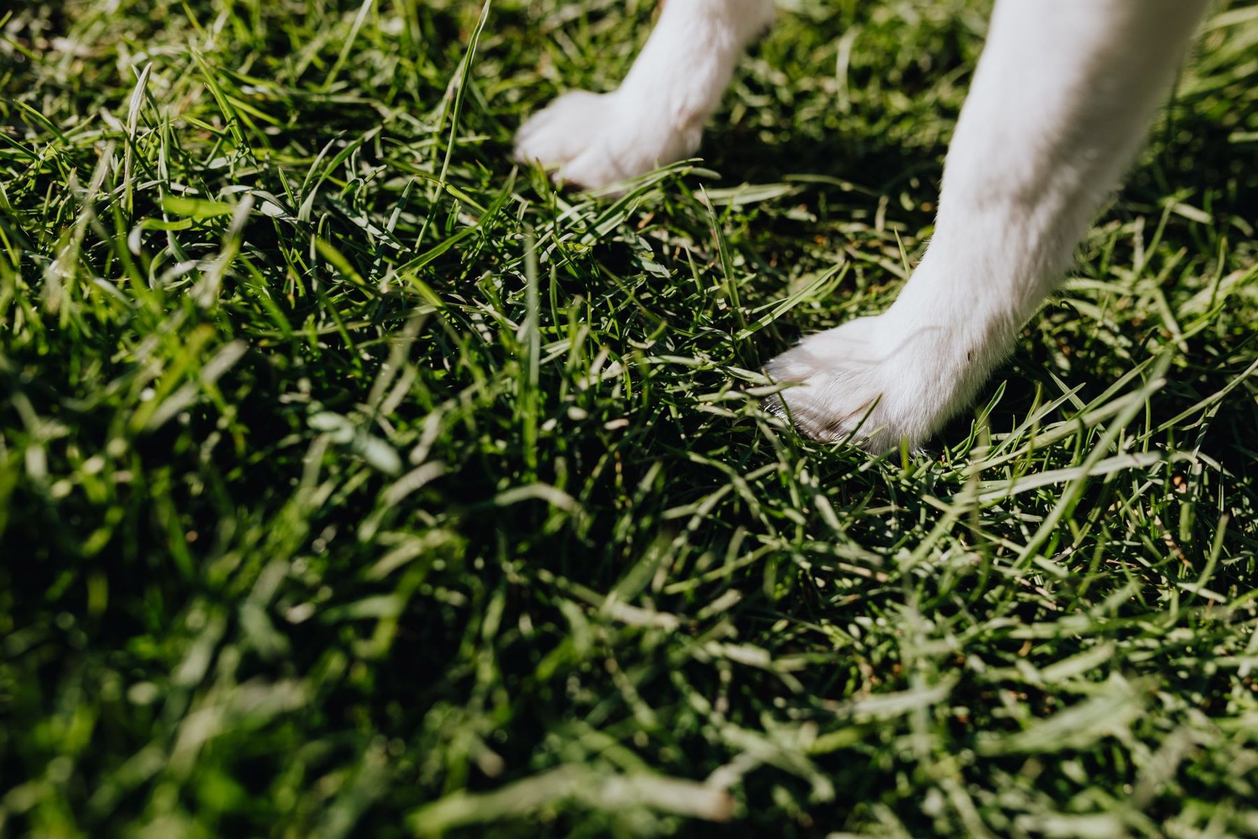 Pet-Friendly Turf in Buckeye AZ