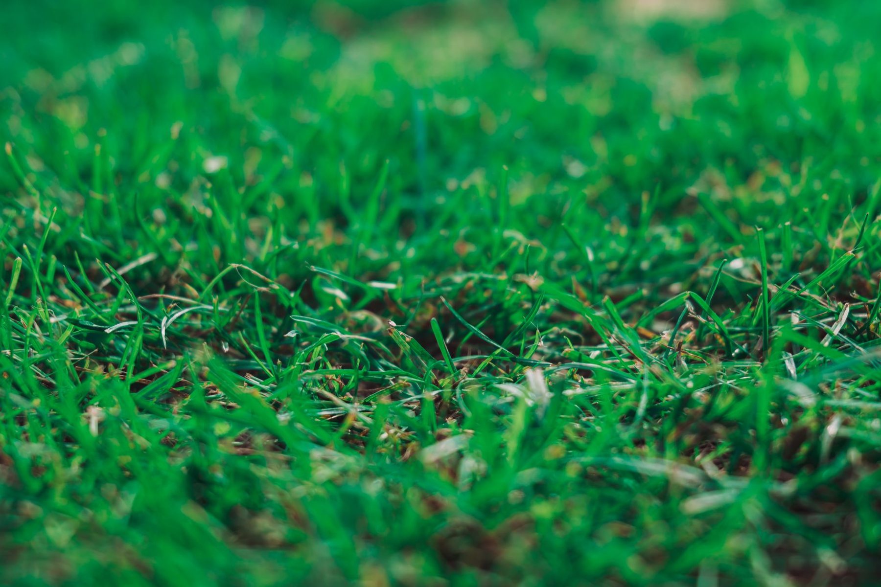 Residential Lawn Turf in Buckeye AZ