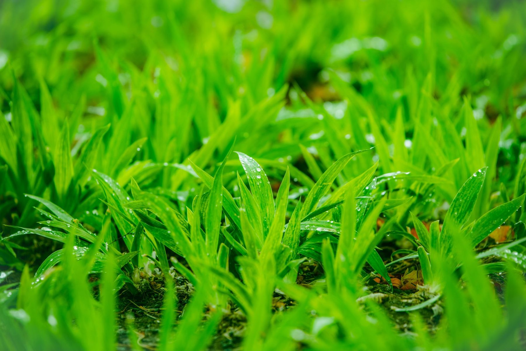 Turf Repair & Refresh in Buckeye AZ