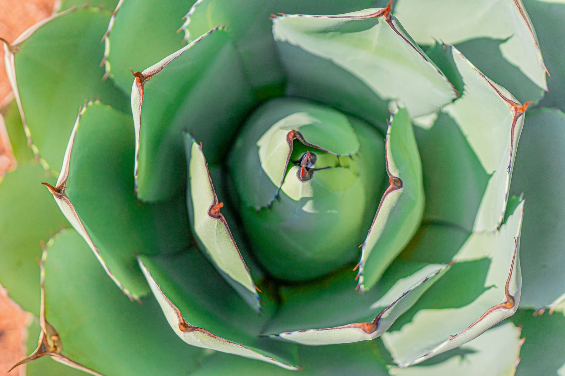 Desert xeriscape design in Buckeye, AZ